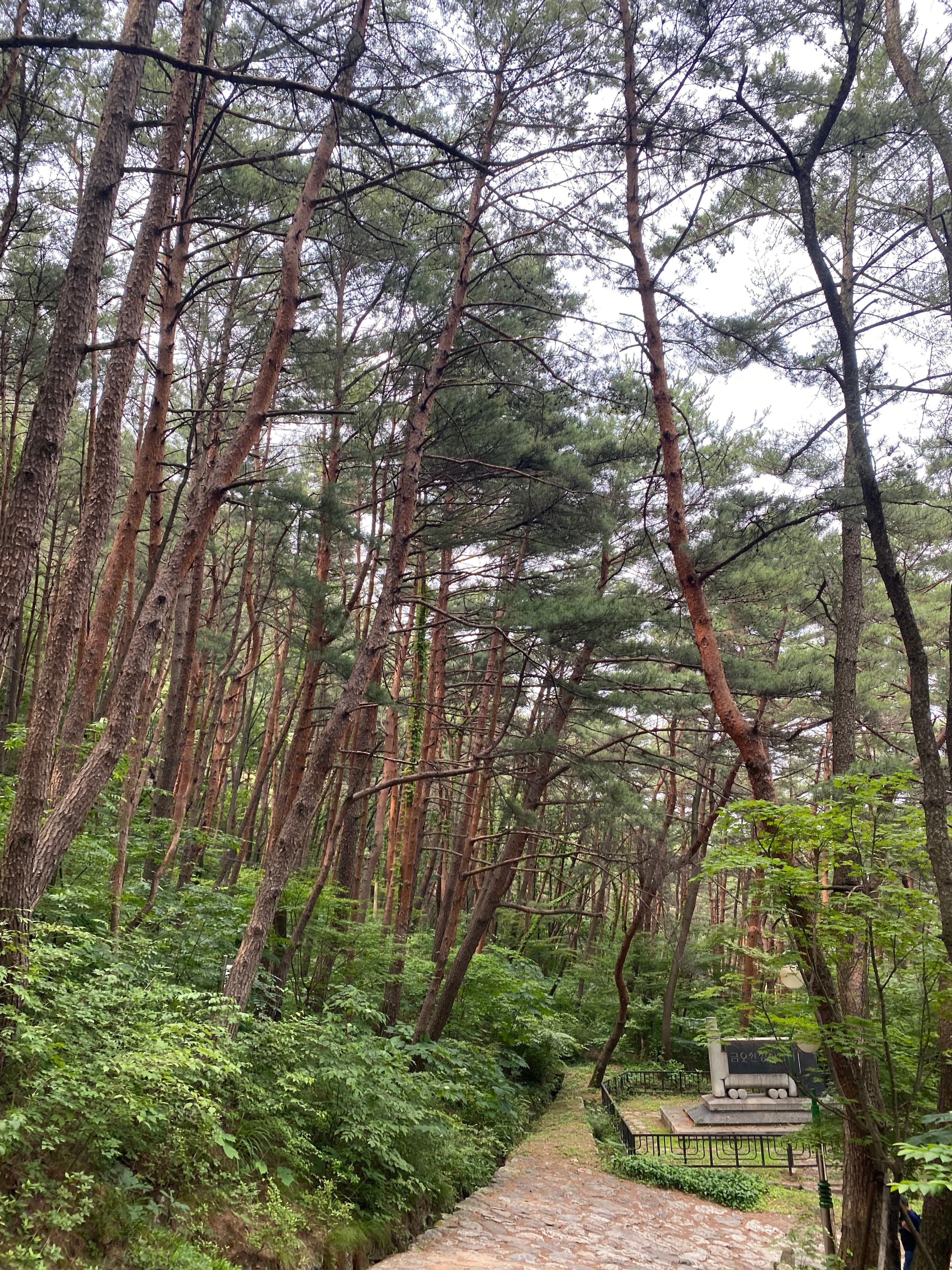 Trees lining a hiking trail